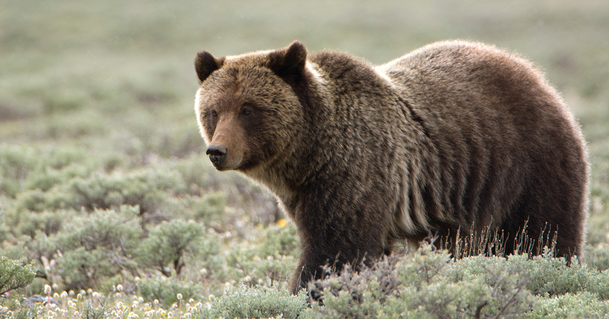 Wyoming Approves First Grizzly Bear Hunt 